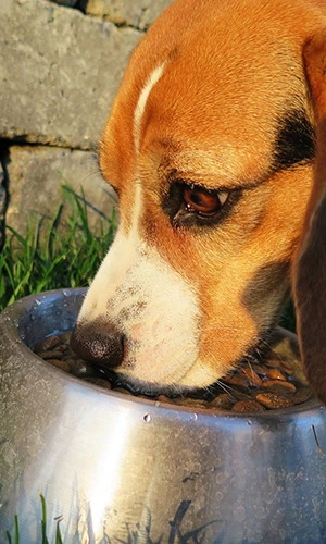 Cibo per cani